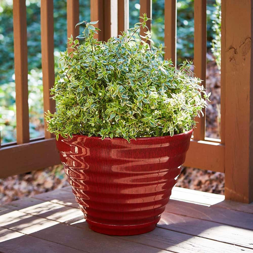 Jardinière en forme de ruche pour patio sud